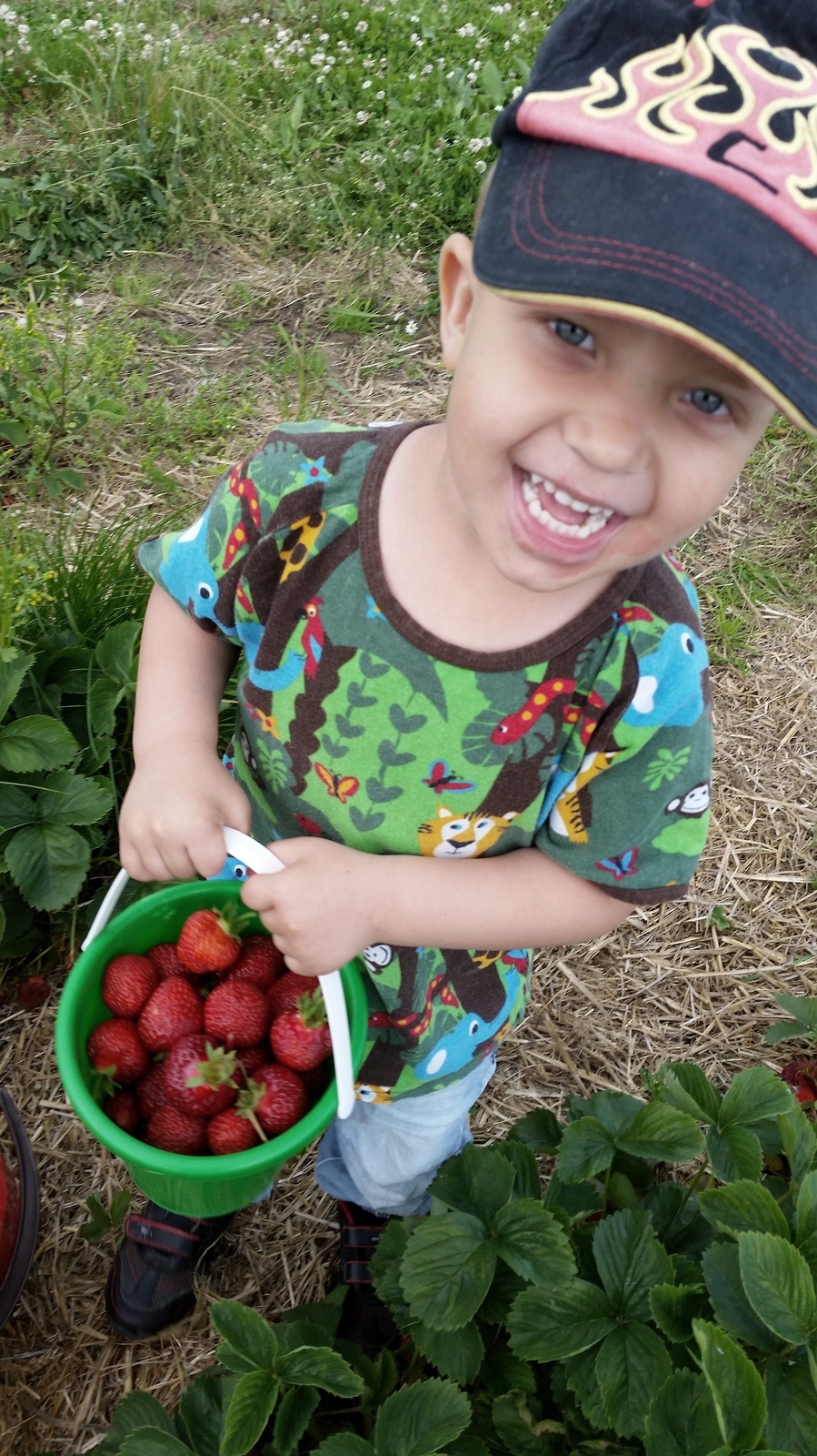 Theo Andreasson i jordgubbslandet i Kvistalånga. 
Theo har plockat jordgubbar som han ska ha till sin favoritsaft; mammas hemgjorda jordgubbssaft. Bilden är tagen av mamma Sonja Nordgren.