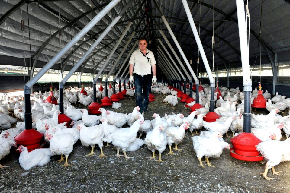 "Ett kvitto på att kycklingarna mår bra under uppfödningen är att vi sällan behandlar flockarna med antibiotika.”