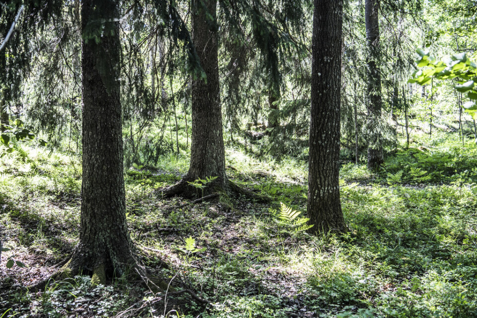 Staten tvingas betala 18 miljoner kronor i ersättning till skogsägarna. Arkivbild.