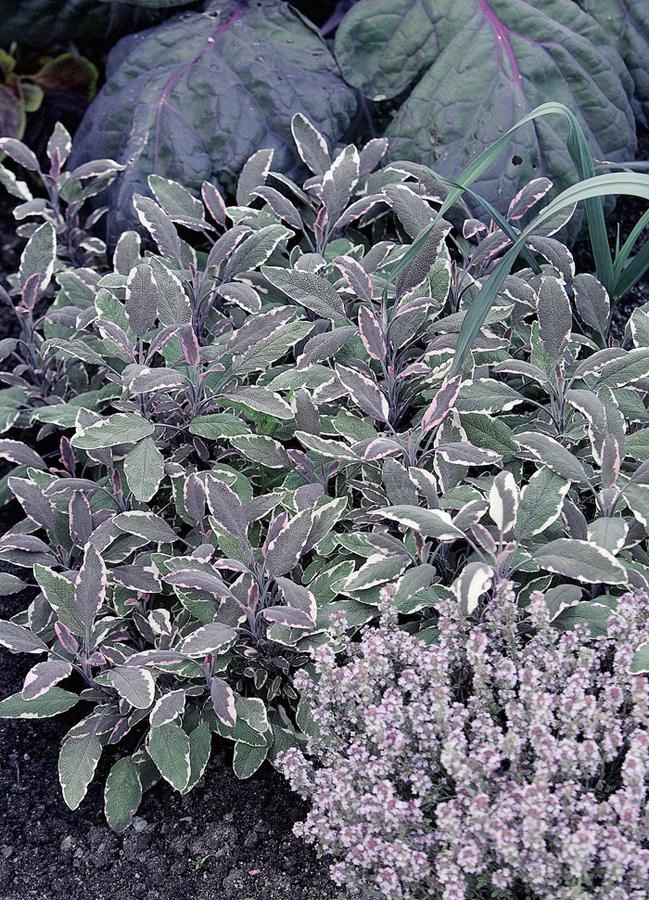 Salvia tricolor.