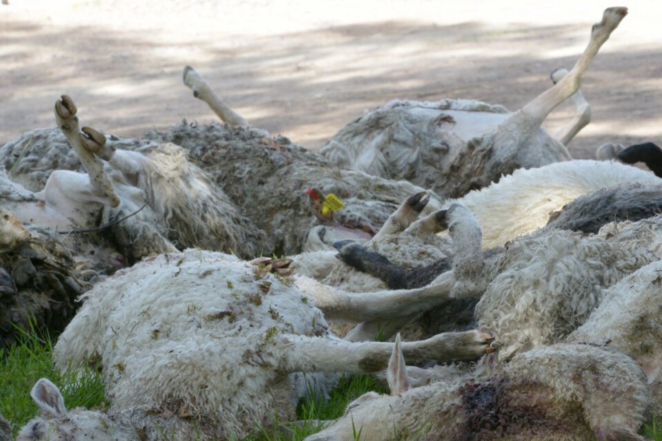 "Som en massaker" - så beskrev lantbrukaren Anders Svensson synen i fårhagen efter en vargattack i småländska Hestra 2013.