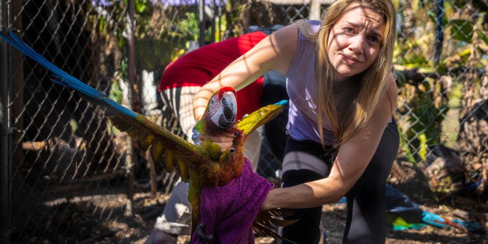 Alexis Highland hjälper till att fånga in en papegoja.