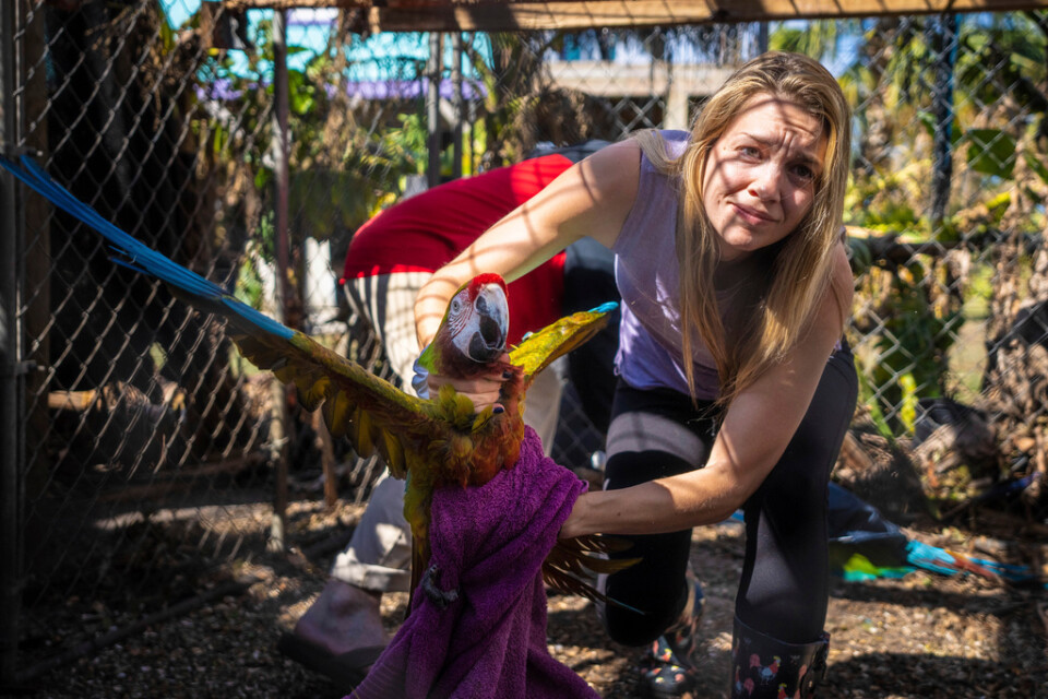Alexis Highland hjälper till att fånga in en papegoja.