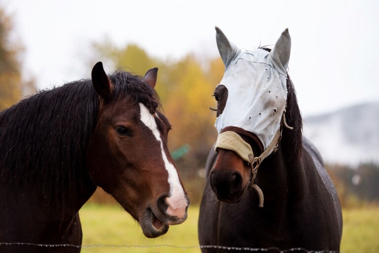 Djurskydd: Får åtta veckor på sig att få sina hästar i normalvikt