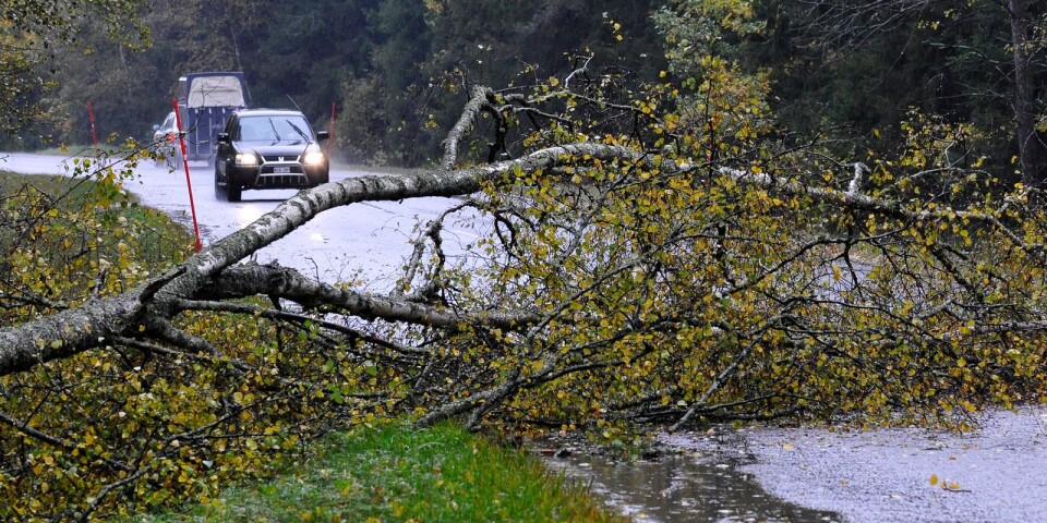 Trafik: Fallna träd skapar problem i trafiken