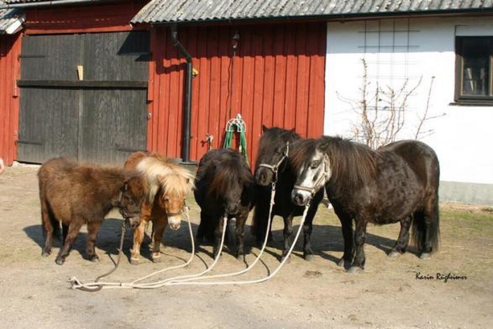 Våra Fem Generationer av shetlandshästar.