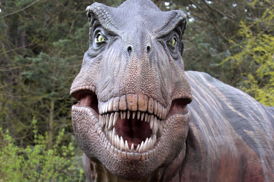 En kopia av en Tyrannosaurus rex, dinosaurien T-rex, som finns på Woodland Park Zoo i Seattle i USA. Arkivbild.