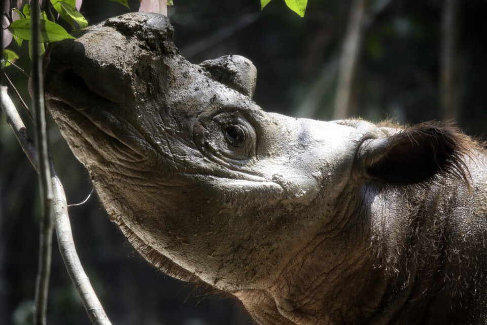 En sumatranoshörning, världens minsta noshörning. Arkivbild.