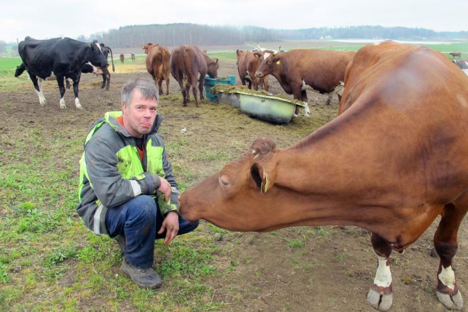 Friskare. Ingemar Johansson i Gränum vittnar om att de 48 korna på gården blivit friskare sedan de blev KRAV-certifierade. Antalet veterinärbesök har minskat drastiskt.