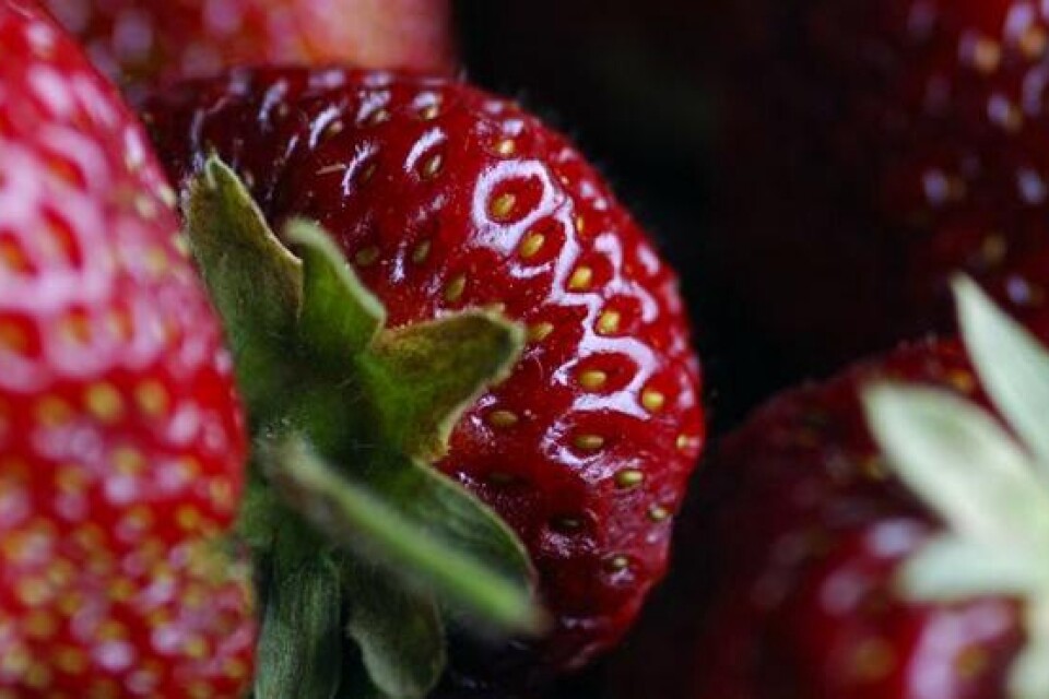 Första jordgubbarna såldes på torsdagen. Bild: Scanpix