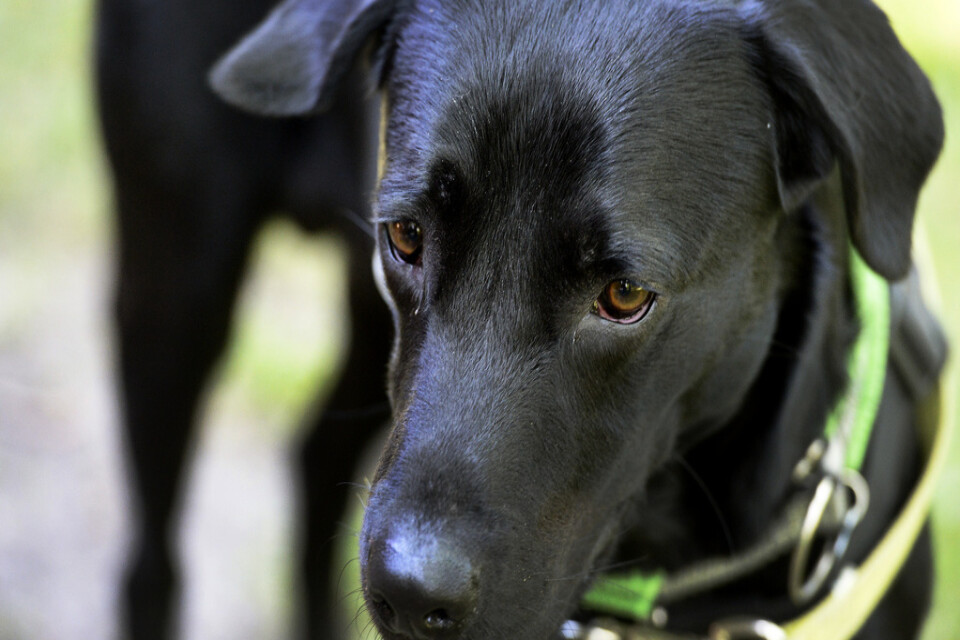 Labrador retriever är för tredje året i rad den mest populära hundrasen i Jordbruksverkets register. Arkivbild.