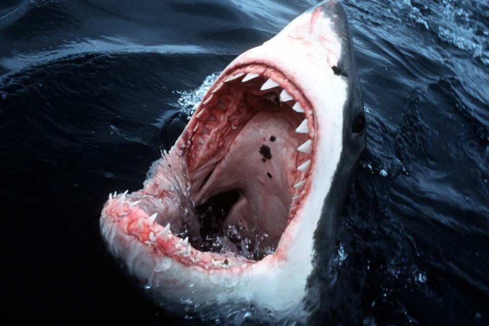 Den franske turisten slog till hajen två gånger och då släppte den. Arkivbild. Hajen på bilden har inget med attacken att göra.