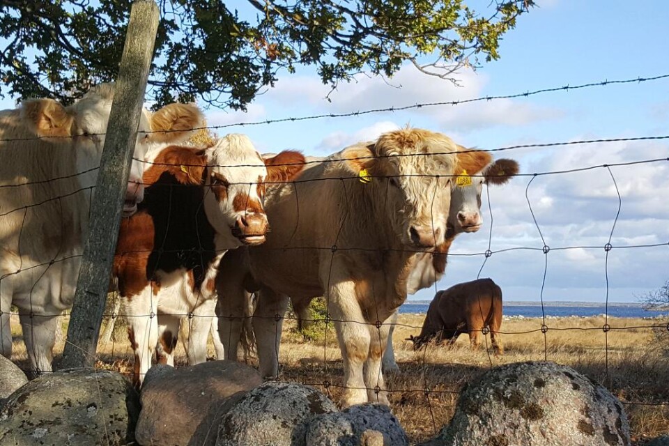 Köp kött och mjölk från ekologiska djur som levt sina liv i Skåne, som fått beta gräs och örter och som håller landskapet öppet.