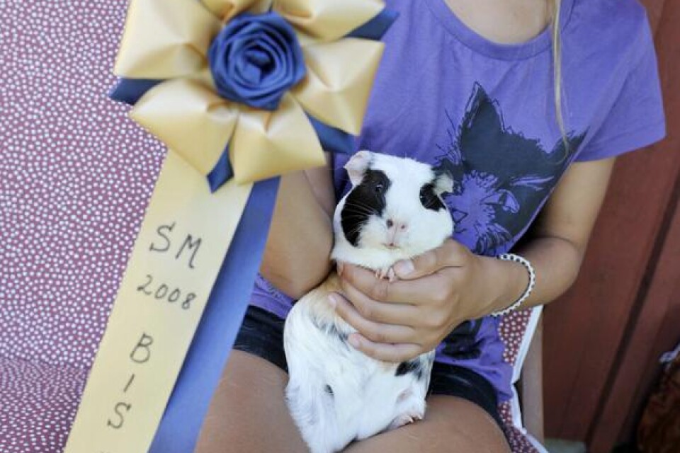 Marsvinet får diplom för lyckade insatser på hinderbanan. Foto: Jessica Gow/Scanpix