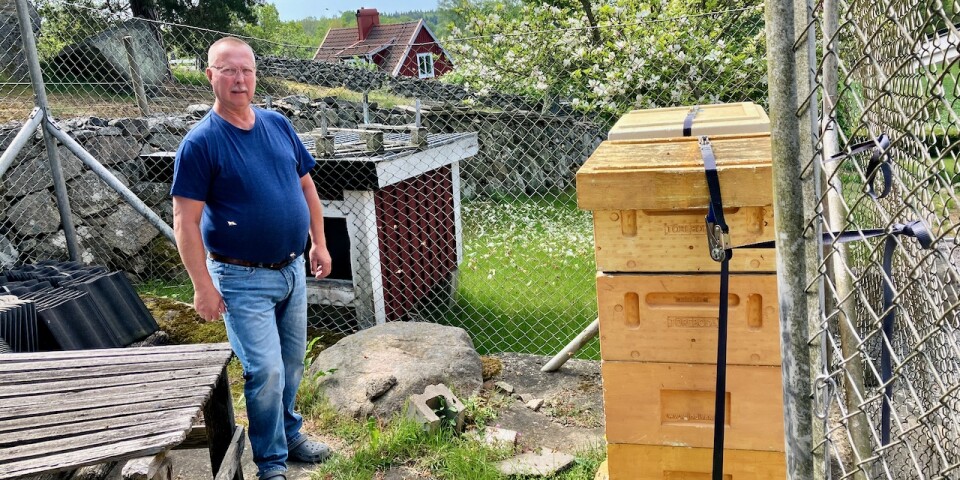 Göran Cederqvist, ordförande för Ihreortens biodlarförening, har två bikupor i sin trädgård i Karlshamn.