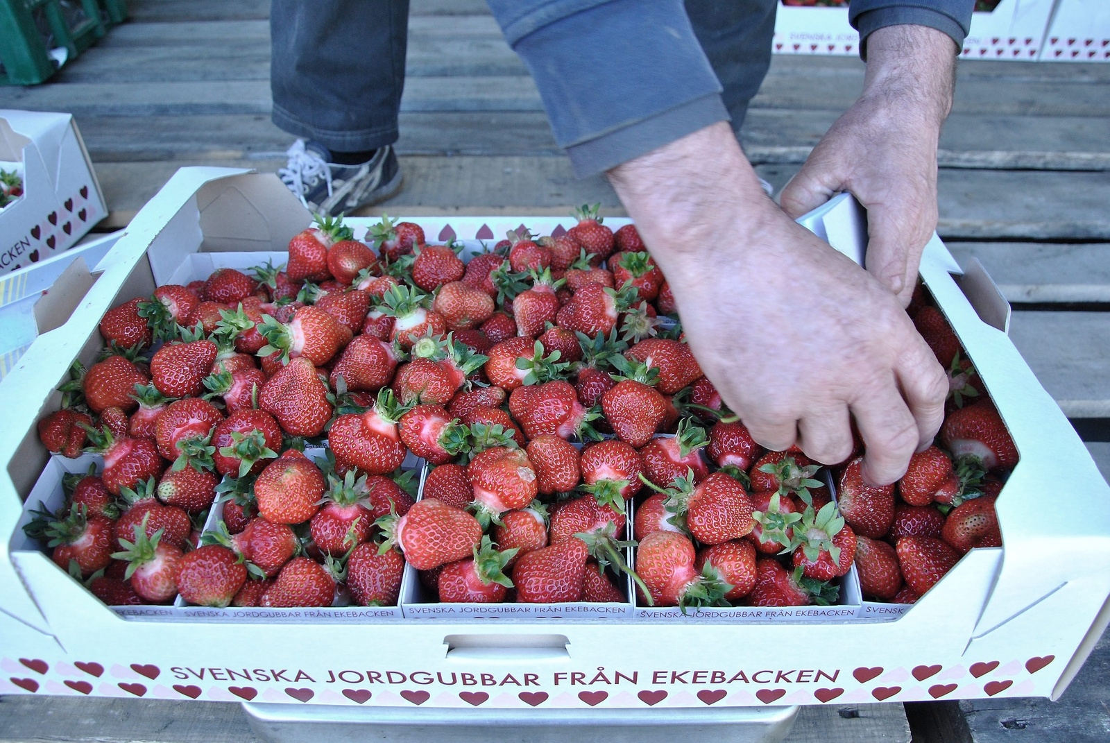 Lådan gås snabbt igenom för att se att jordgubbarna håller den kvalitet de ska innan de säljs vidare.           Foto: Robert Rolf