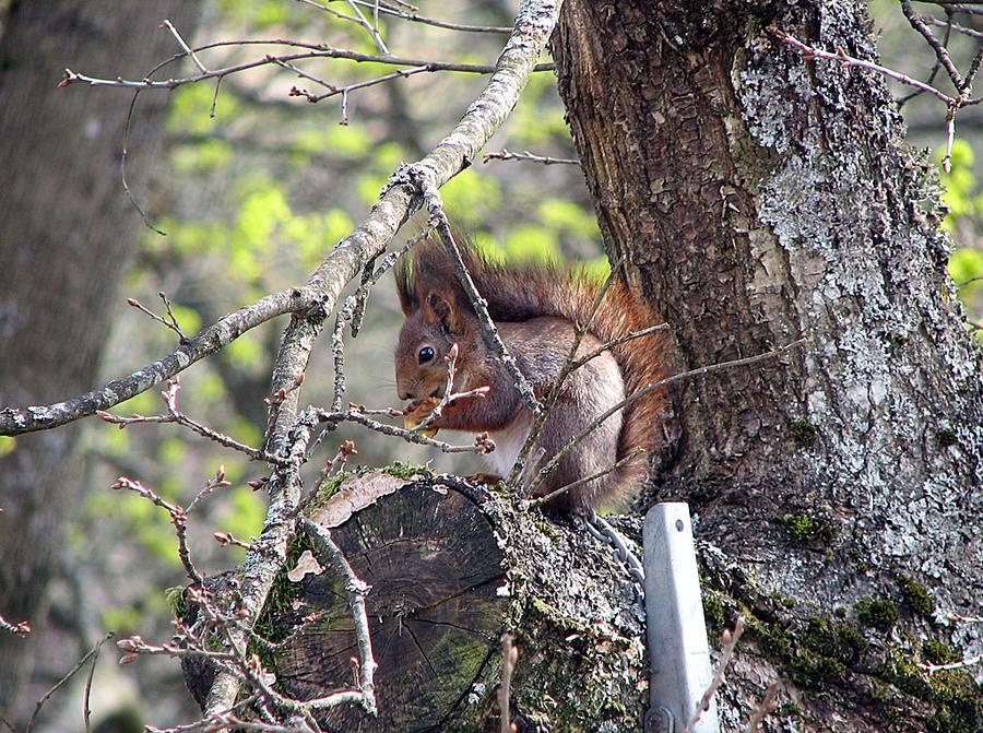Maria Brodell, Borås, fotograferade ekorren som håller till i trädet utanför hennes kök.