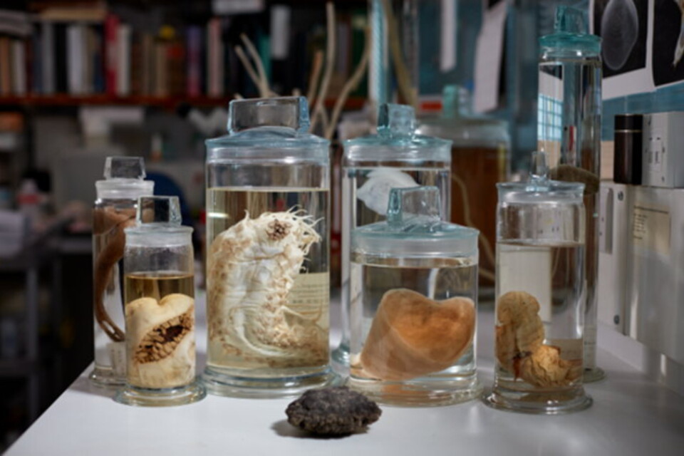 Några av arterna som hittats i djuphavet.