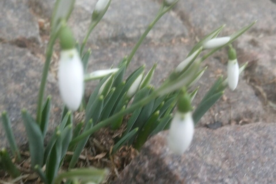 Snowdrops in Broby.