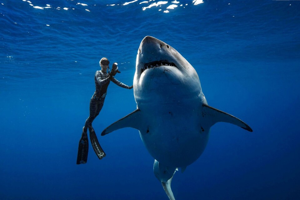 En vit haj som tros vara Deep Blue simmar tillsammans med en dykare utanför Hawaii i veckan.