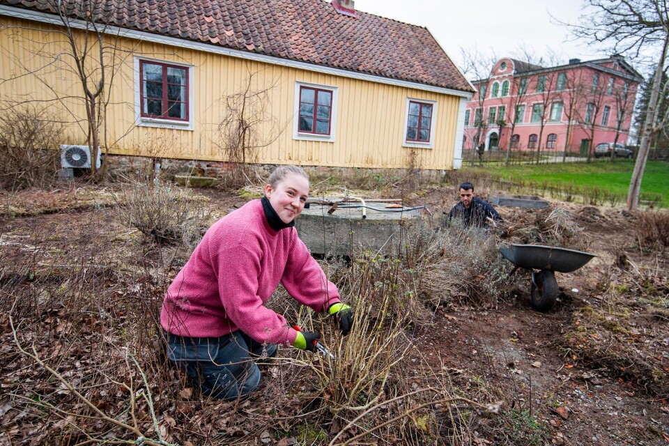 Julia Myhrborg och Hoby kulles trädgårdsmästare Osama Ghanoum återställer kryddträdgården.