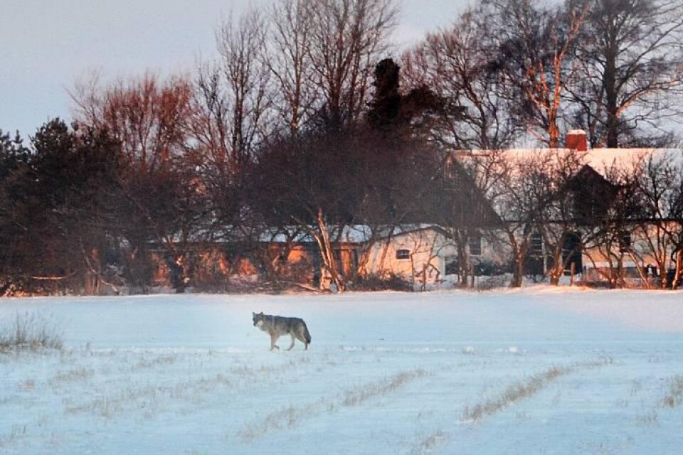 Varg på Söderslätt. På onsdagsmorgonen fotograferades vargen på en åker utanför Stora Beddinge. Vid lunchtid fann länsstyrelsens experter vargspillning i närheten.