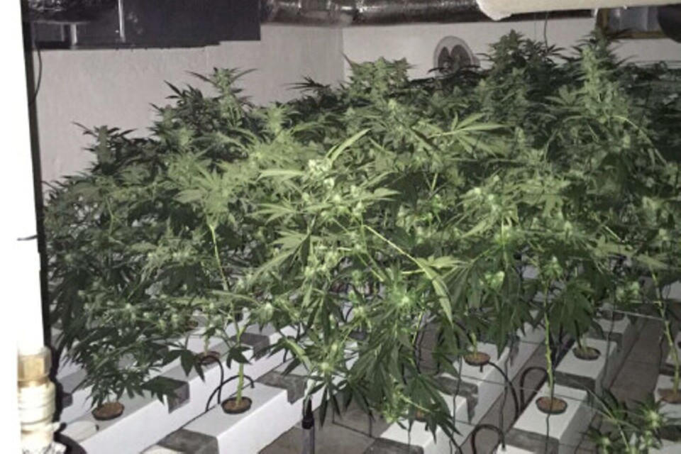 One of the rooms in the basement where cannabis was grown. Photo from the preliminary investigation.