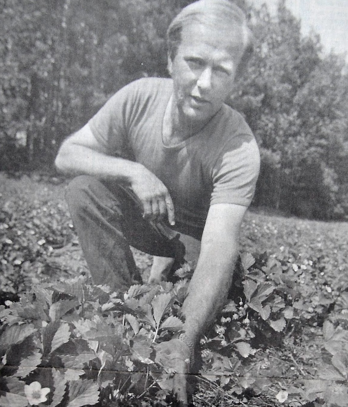 Han slog till i år igen, Hans Torstensson i Ullstorp utanför Vinslöv, med att vara först med jordgubbarna.
Arkiv: Bildbyrån