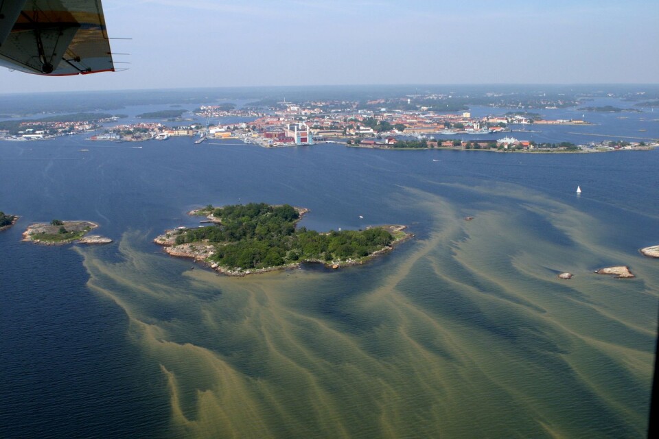 Arkivbild på algblomning i Östersjön strax utanför Karlskrona.