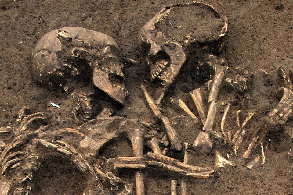 Fynden har gjorts på skelett från stenåldern. Arkivbild – skeletten på bilden har inte direkt med artikeln att göra.