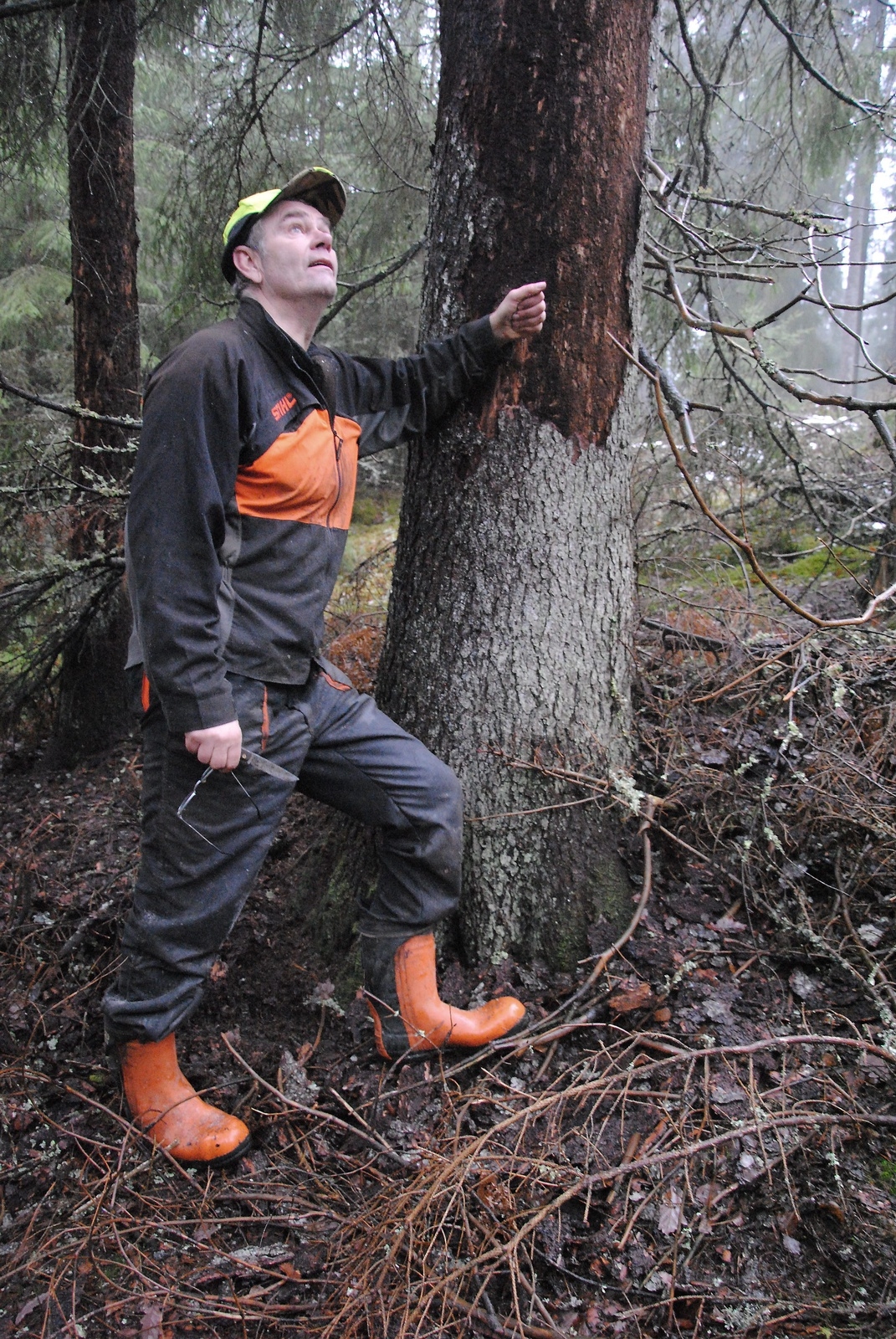 Skogsägaren Lars-Erik Levin vid ett träd som är dött efter granbarkborrars angrepp. Foto: Maja Ögren Andersson