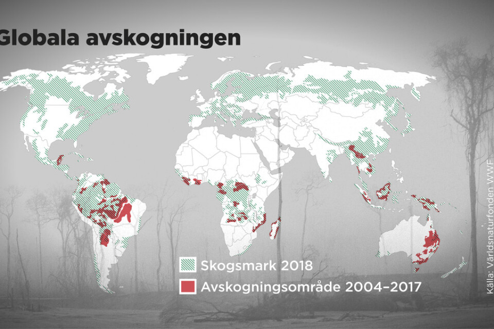 Över 100 länder lovar att stoppa avskogningen i världen innan 2030.