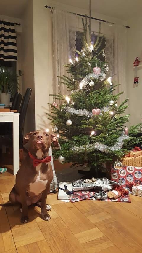 Dett är Molly och hon önskar God Jul. Foto: Jenny Jönsson