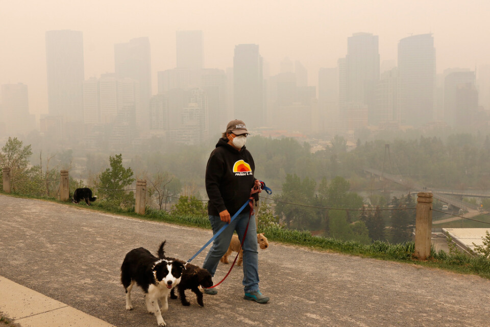Hundrastaren Leslie Kramer i kanadensiska Calgary bär munskydd för att skydda sig mot röken som dragit in från skogsbränderna i norra Alberta.