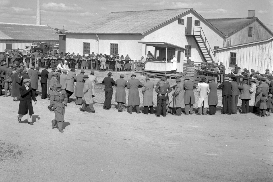 Livdjursauktion på KBS 1954. Lantbrukare från trakten samlas för att köpa upp nya djur till sin besättning, träffa bekanta och få sig en pratstund. Hur ofta hölls livdjursauktioner? Bilden är från den 100:e auktionen på KBS.