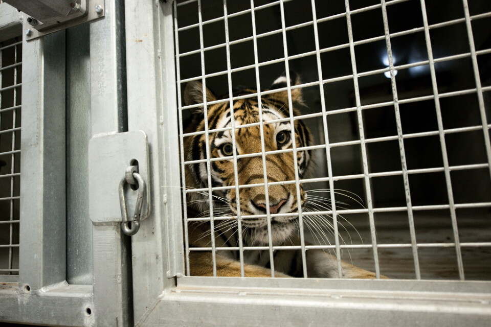 En sibirisk tiger, Amurtigrar, i en bur på en annan djurpark.
