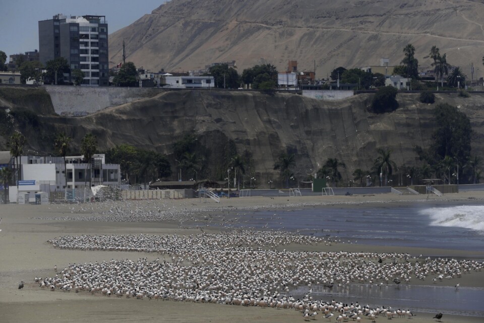 Hundratals fåglar glädjer sig åt att för en gång skull ha en strand i Perus huvudstad Lima för sig själva.