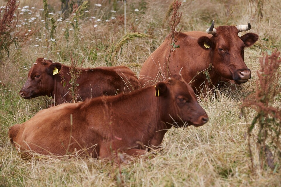 Rasen skånsk röd boskap vilar i gräset. Den är inte med på Jordbruksverkets lista över hotade husdjursraser. Johan Widing önskar att den var det.