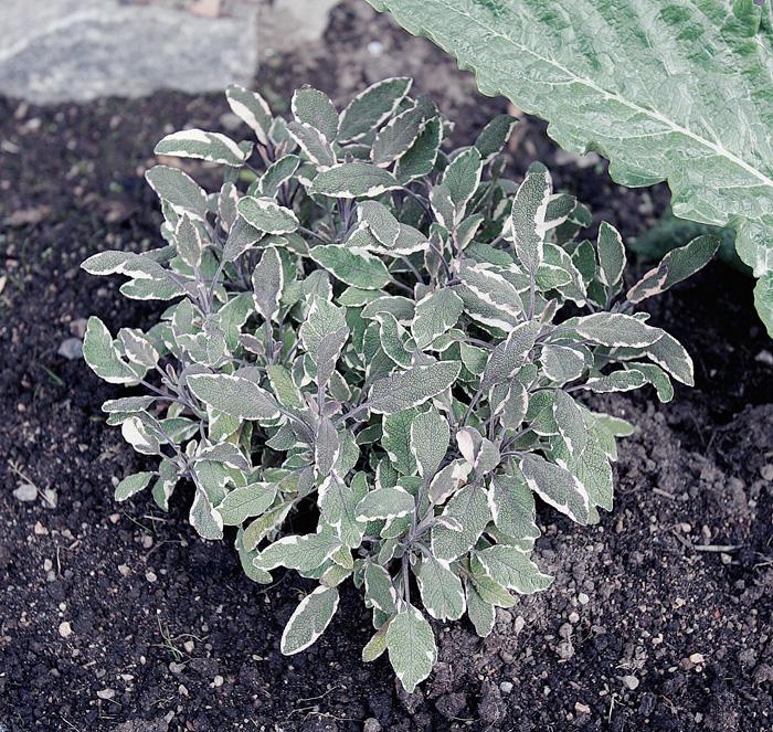 Salvia tricolor, kryddväxt som ger liv och färg i det moderna köksträdgårdslandet.