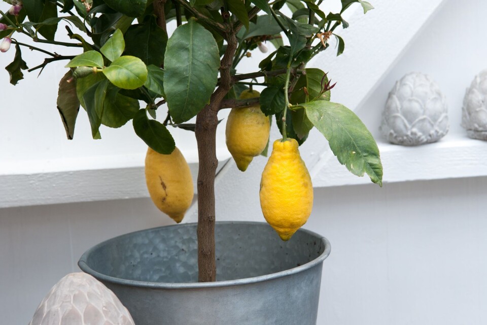 Citronträd är trendiga och ger en lyxkänsla.