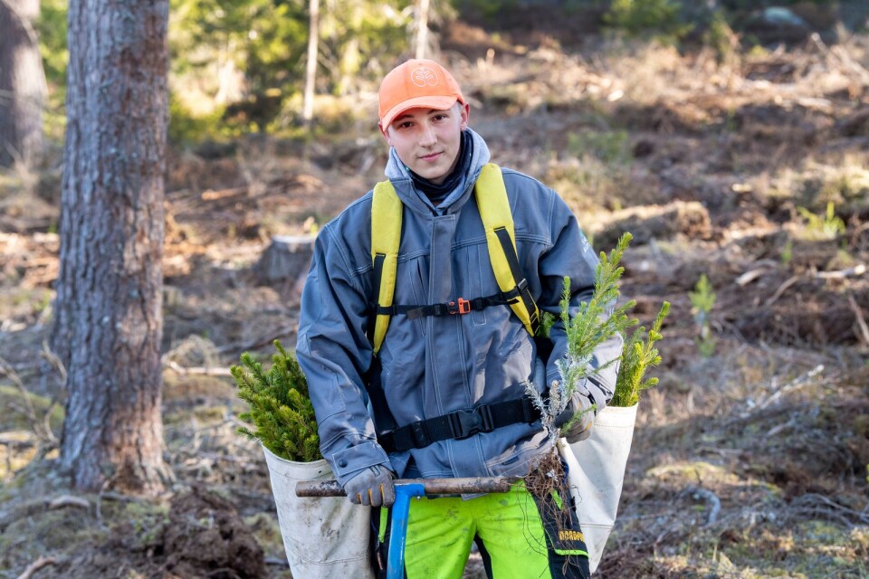 Förra året gjorde Tomaz Superson klar sin kockutbildning i Polen, men skogsarbetet i Sverige betalar sig bättre.
