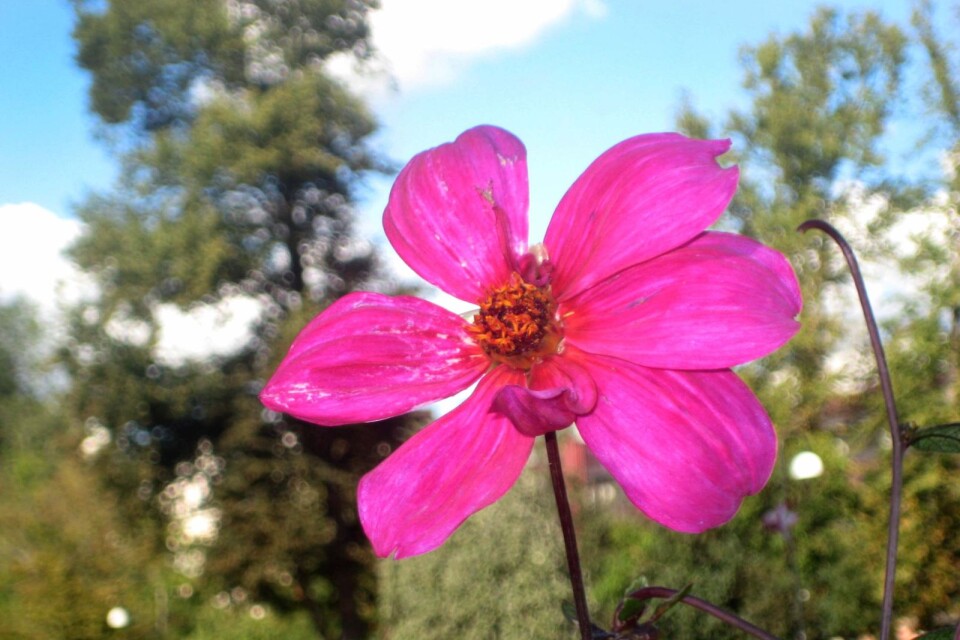Unik blomma i Hoglands park