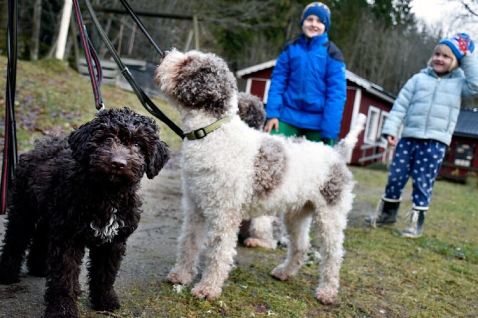 De italienska tryffelhundarna Max, Ceasar och Bella, på Brukshundklubben trivs bäst när det inte skjuts fyrverkerier. I bakgrunden väntar Axel och Ellen Håkansson på att få leka med hundarna.