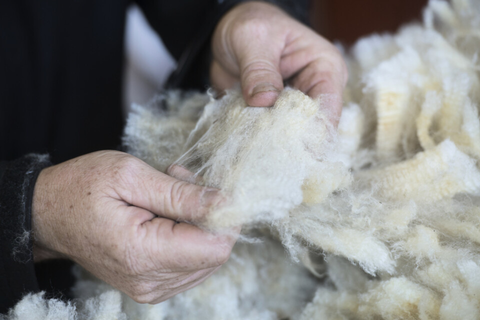 Ull har länge varit en förlustaffär för svenska fårbönder. 2018 importerades ull för miljontals kronor från utlandet. Arkivbild.