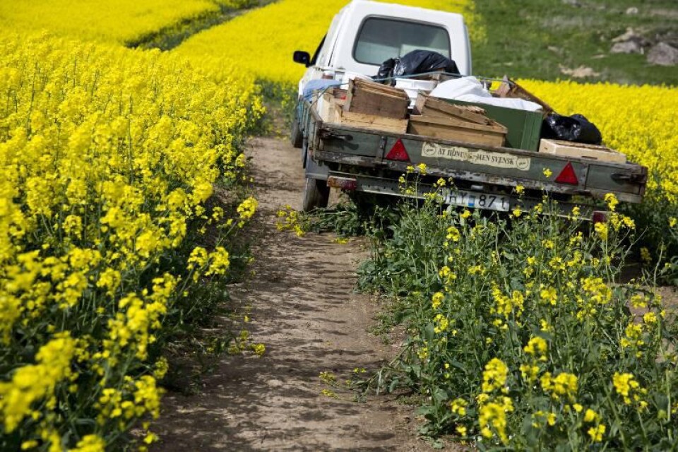 Drömjobbet. Stefan Hellichius kör runt bland de solgula fälten och placerar ut sina bikupor.