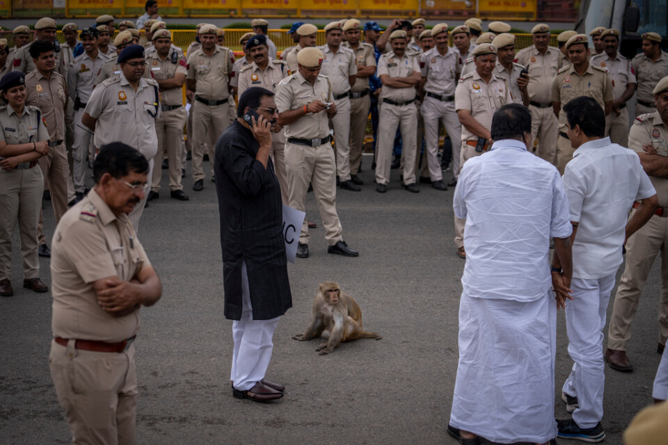 I Delhi får man ofta apsällskap ute på stan. Bild från en hårt bevakad demonstration i våras.