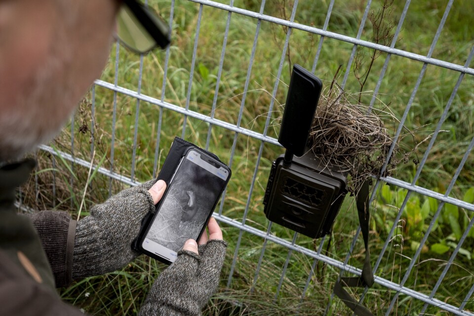 P-A Åhlén från Jägareförbundet visar upp en bild av en stenhård som en åtelkamera tagit i Bromölla. När fällorna är osäkrade sitter man på pass och bevakar dem.