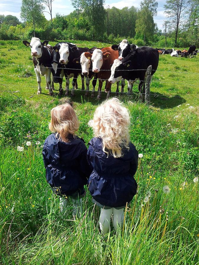 Tvillingarna Ebba och Alice kollar in kossorna, eller är det kanske tvärtom? Fotade gjorde mamma Mari Gunnarsson.