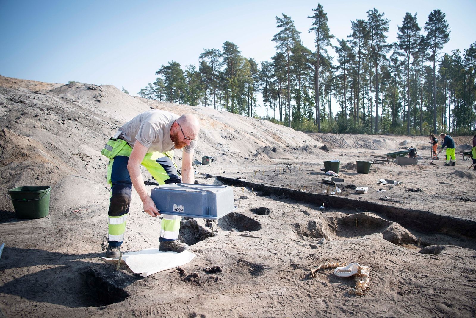 Osteolog Ola Magnell granskar de 8400 år gamla kvarlevorna av en hund.