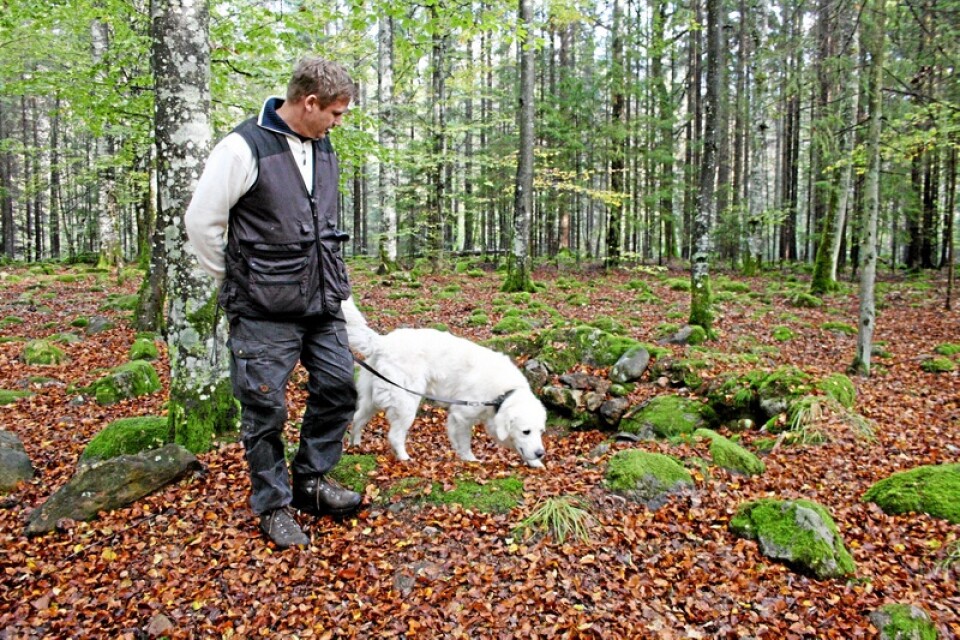 Här i en sänka i marken hittade Magnus Ahlbergs hund Yatzy de slaktade gräsänderna som hade lemlästas på ett grymt sätt. Foto: Maja Ögren Andersson